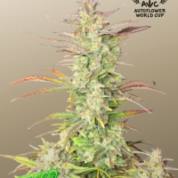 Семена конопли Tangie Feminized от Marley Seedbank